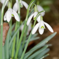 Snowdrop